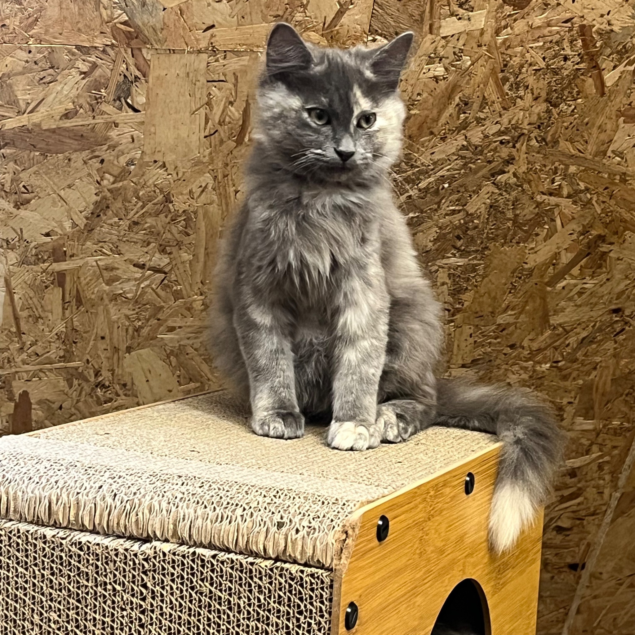 Chat accueilli aux Félins de La Colombe